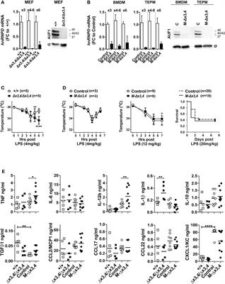 Inactivation of AUF1 in Myeloid Cells Protects From Allergic Airway and Tumor Infiltration and Impairs the Adenosine-Induced Polarization of Pro-Angiogenic Macrophages